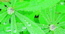 以双1200像素效果的突破性体验（揭秘双1200像素效果的惊艳魅力，开启全新视觉感受）
