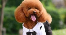 如何训练你的泰迪犬（从基础指令到行为纠正，轻松培养听话乖巧的泰迪犬）
